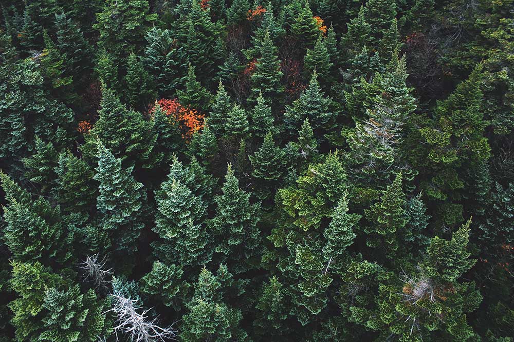 Optimize Your Search Engine Rankings with Evergreen Content