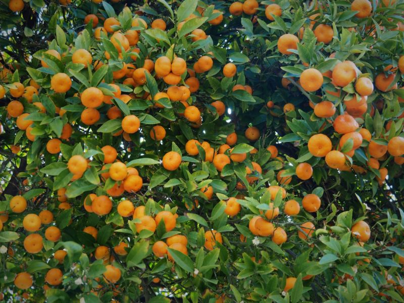 Mandarins on Tree