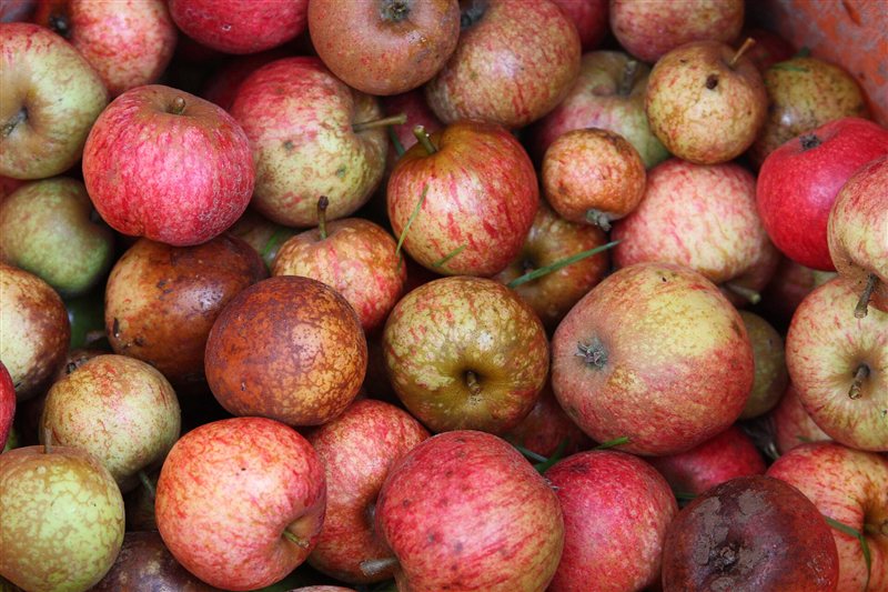 A pile of small red and green apples used for making cider
