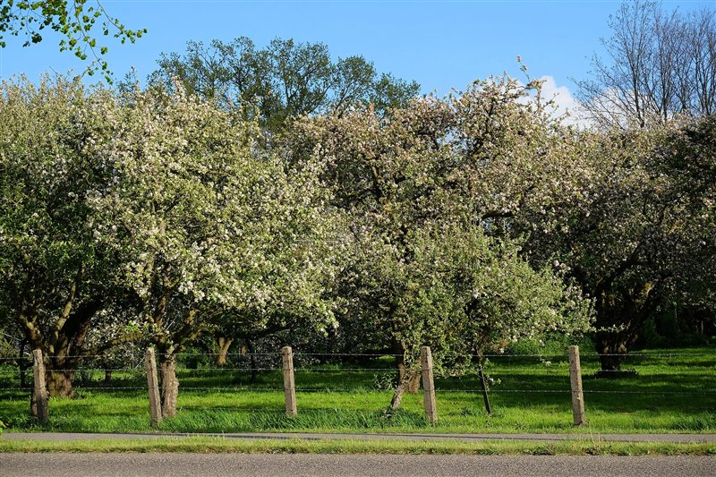 Apple trees in full blossom in an orchard