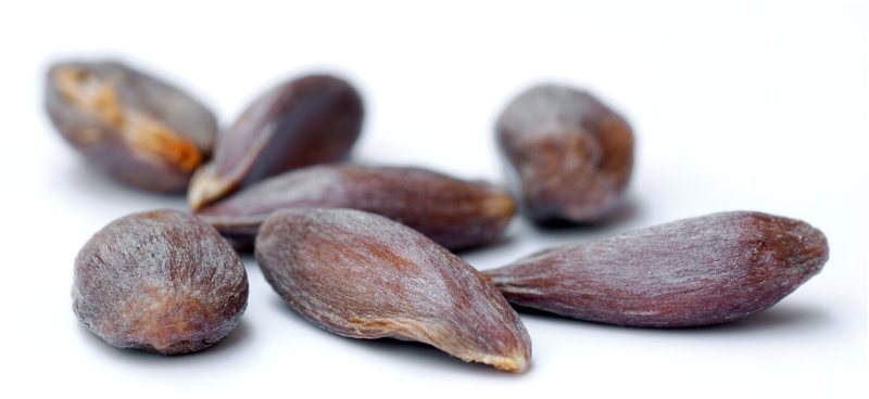 Several dark brown apple seeds on a white background