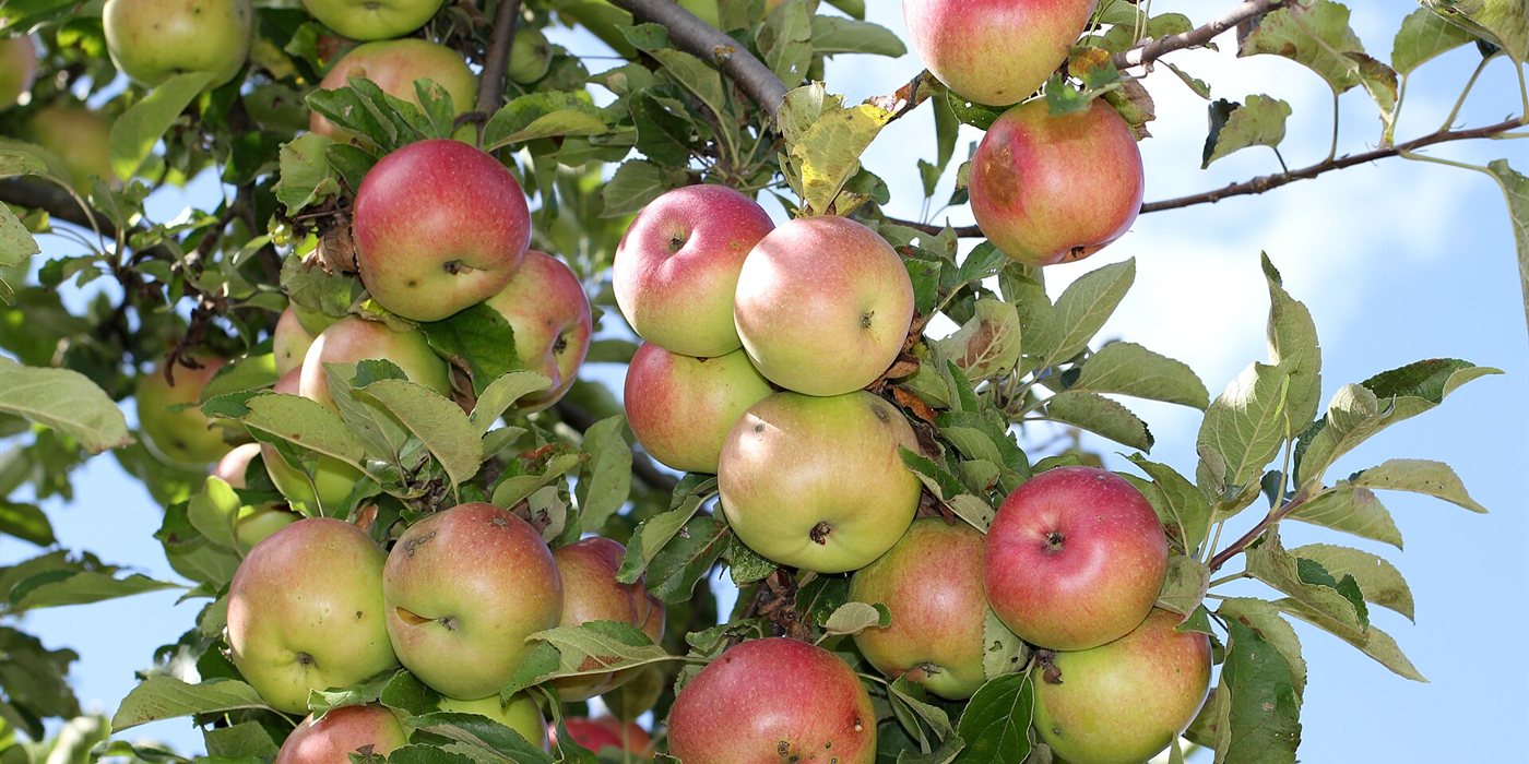 Can You Grow an Apple Tree From a Seed? The Real Story