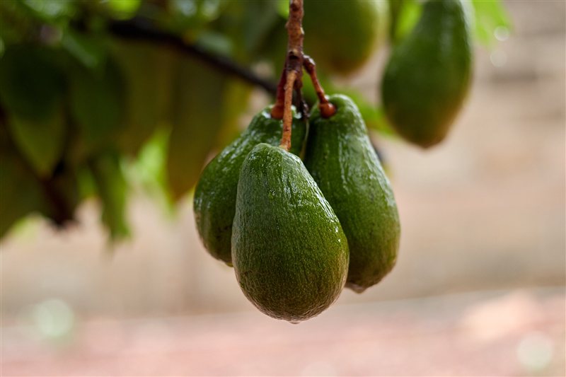 A cluster of green avocados hanging from a tree branch