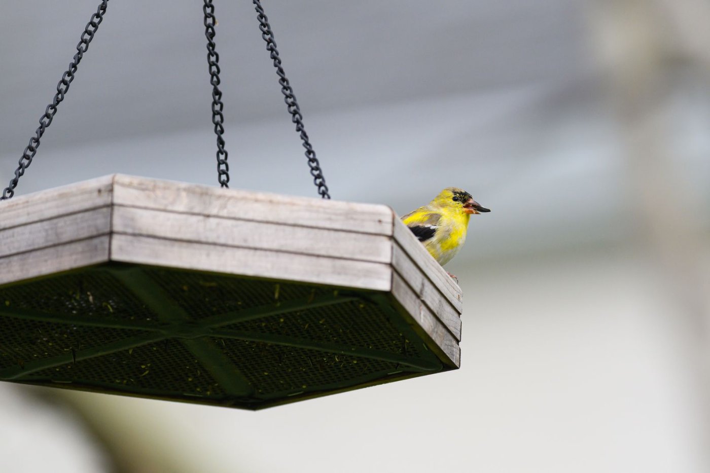 5 Things to Know About Attracting Birds to Your Garden on a Budget