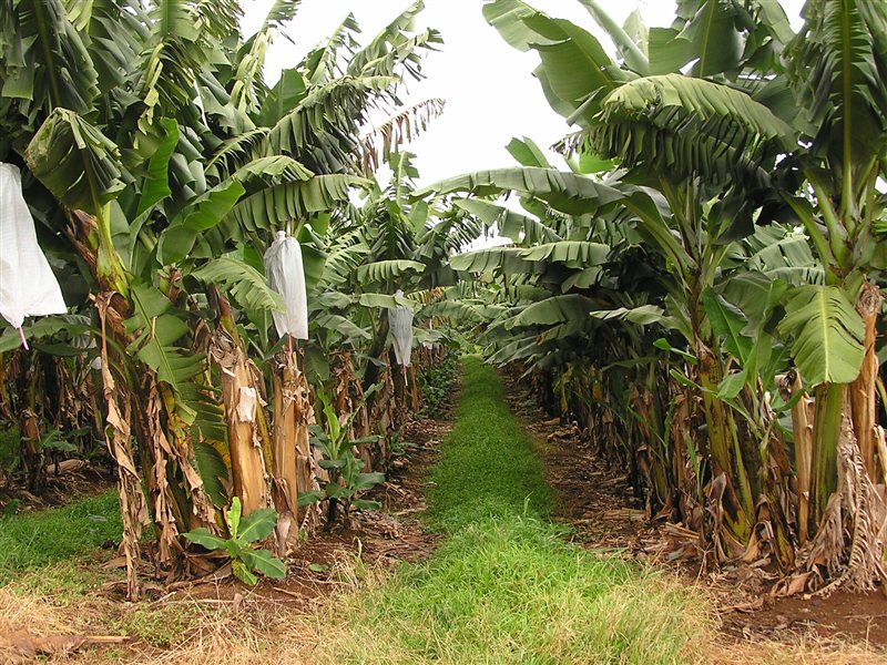 Rows of banana plants on a plantation with bags covering the fruit