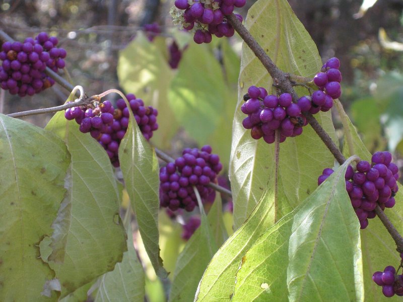 Clusters of bright purple beautyberries along a stem among green leaves
