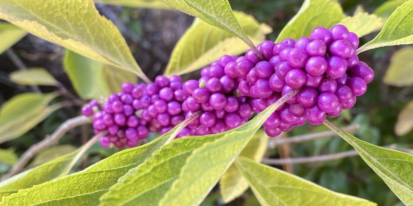 American Beautyberry: The Native Shrub Behind an Old Mosquito Remedy