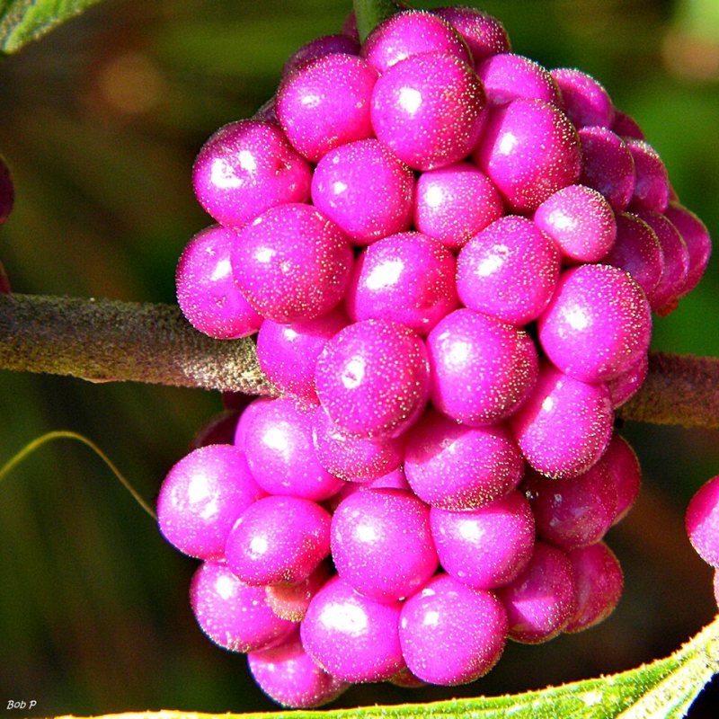 A tight cluster of glossy pink-purple beautyberries up close
