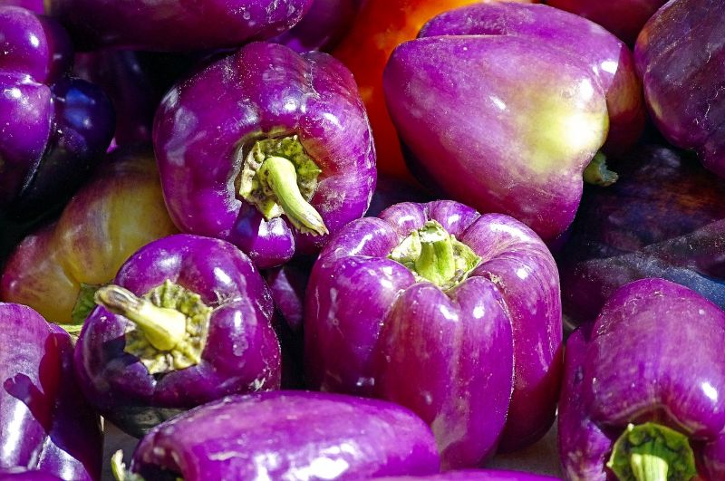 Purple Bell Peppers