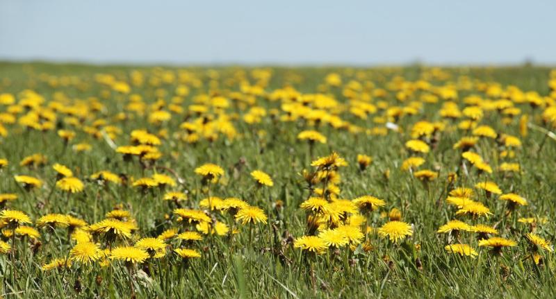 Dandelions in a field