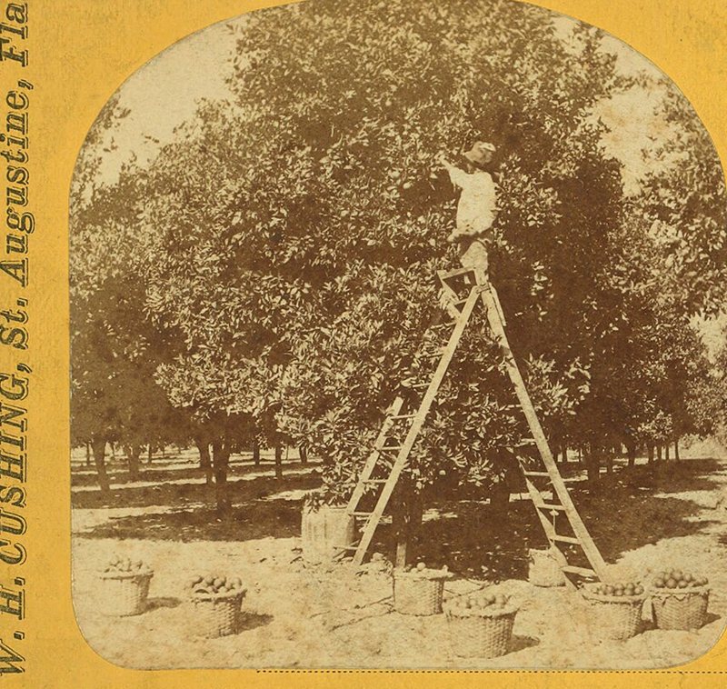 An old photograph of a man on a ladder picking oranges in a Florida grove, with baskets of fruit below