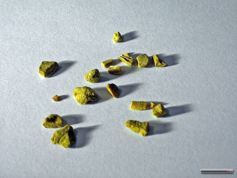 Dried pieces of goldenseal rhizome, bright yellow, on a gray surface