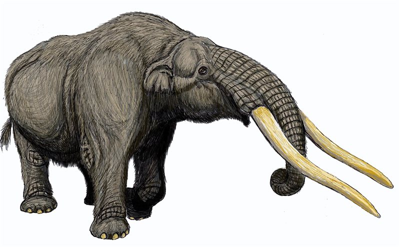 An illustration of Cuvieronius, a gomphothere, with long curved tusks