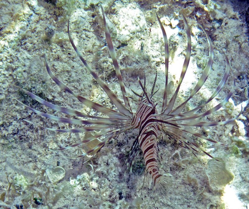 A red lionfish hovering over a coral reef with its fins spread