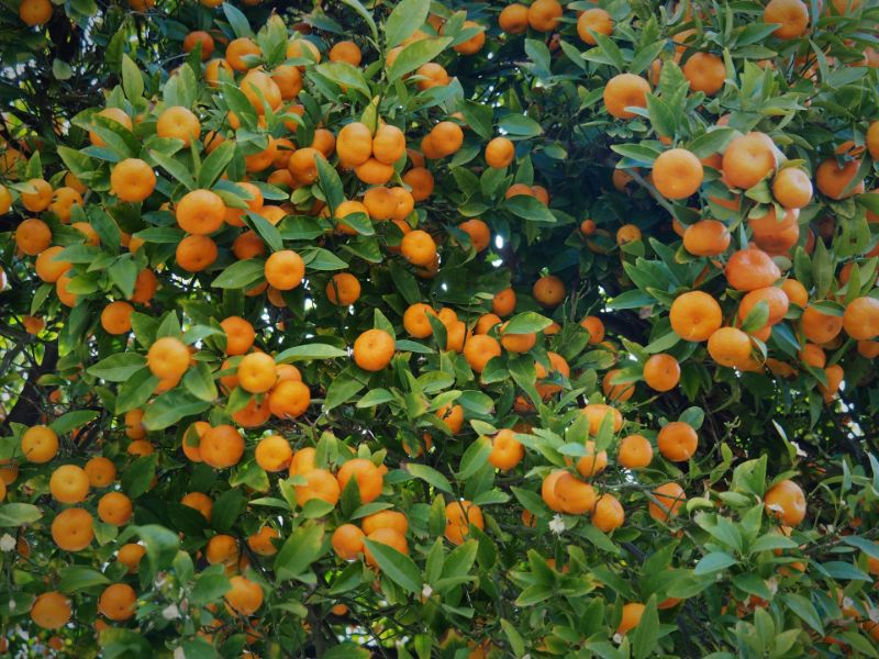 cuties seedless california mandarins