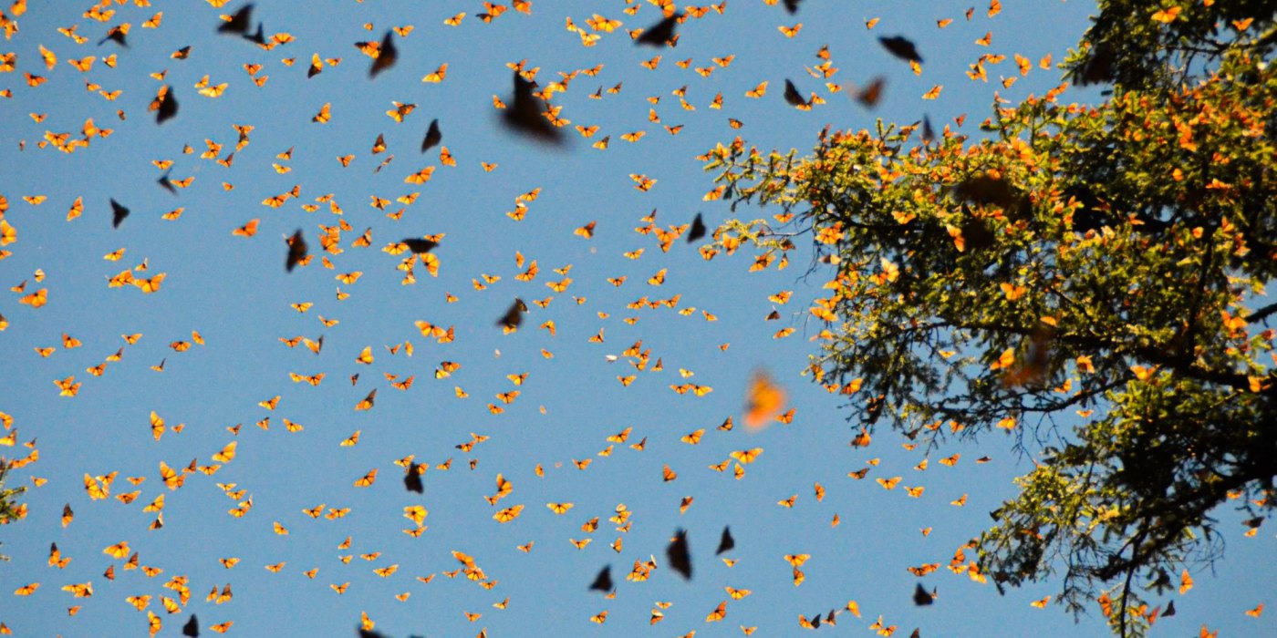 Great News for Monarch Butterflies: How to Plant Milkweed and Keep the Rebound Going