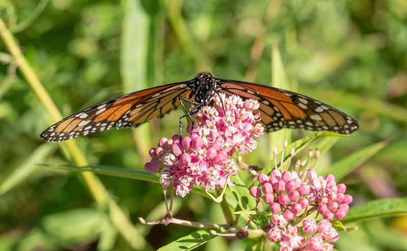 A monarch butterfly feeding on a cluster of pink milkweed flowers