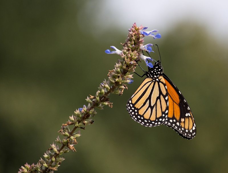 A monarch butterfly feeding on a spike of blue flowers