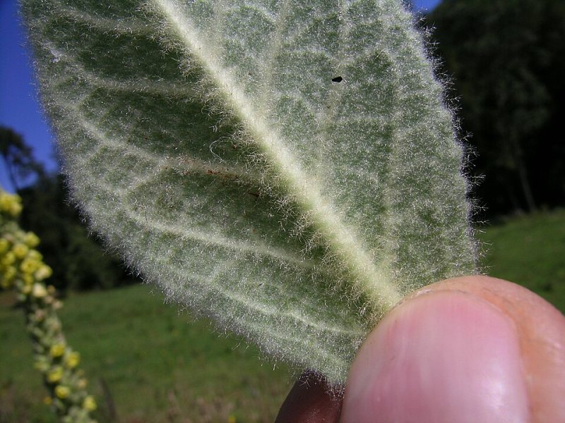 The underside of a mullein leaf covered in fine white hairs