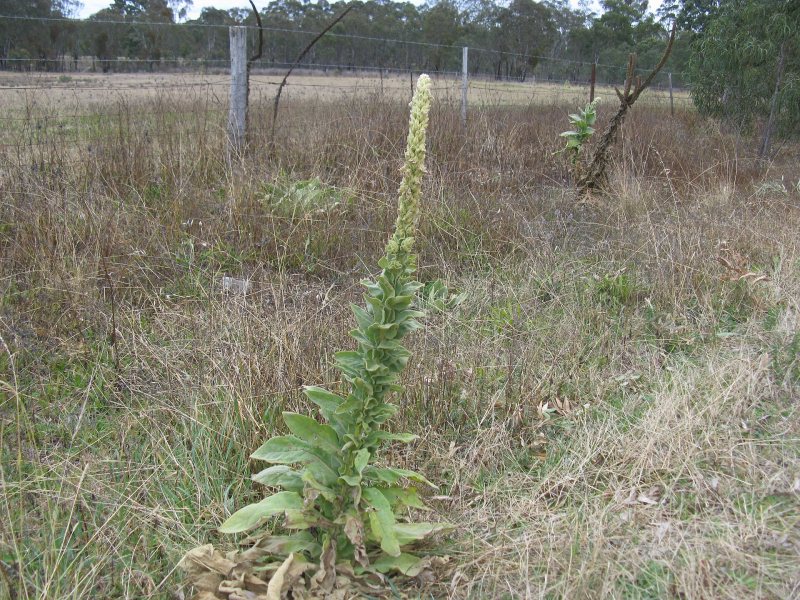 A tall mullein plant with a pale flower spike growing beside a fence in a field