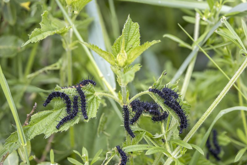 A group of black spiny caterpillars feeding on stinging nettle leaves