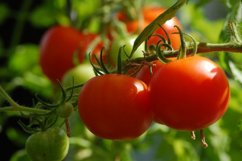 Nightshade Vegetables Tomatoes