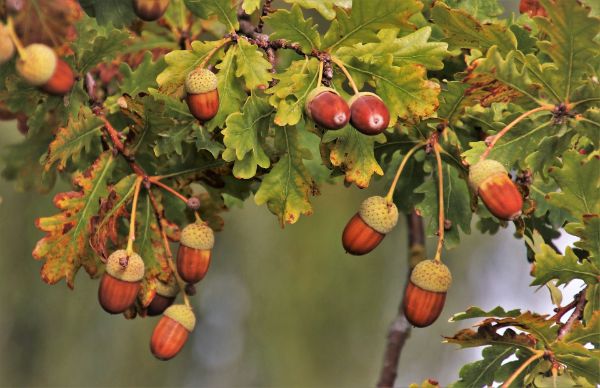 Acorns