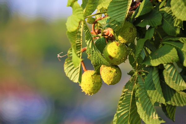 Chestnut Tree