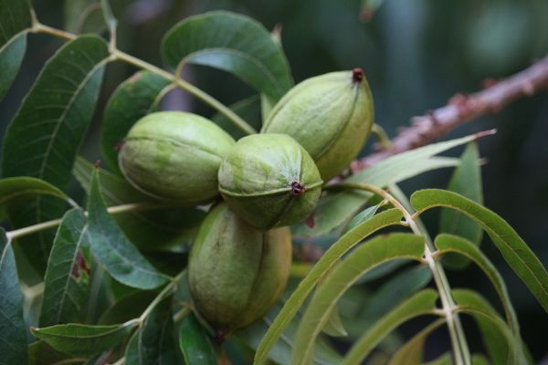 Pecan Tree