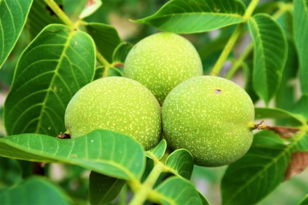 Walnut Tree