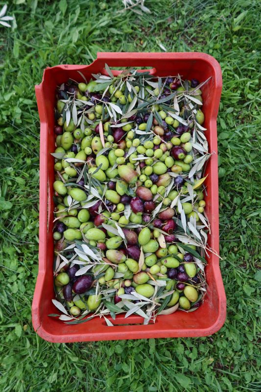 Freshly harvested green and purple olives in a red crate on grass