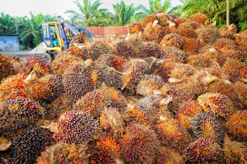 Palm Fruit