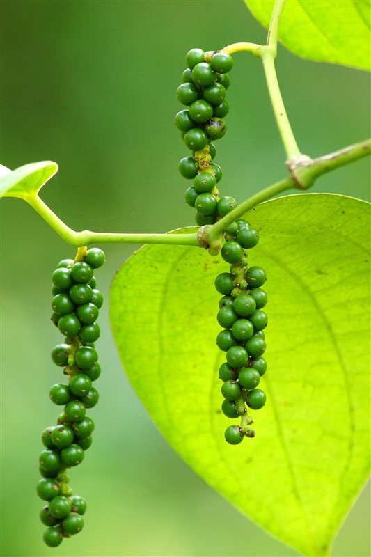 Hanging spikes of small green peppercorn berries on a vine with a bright green leaf
