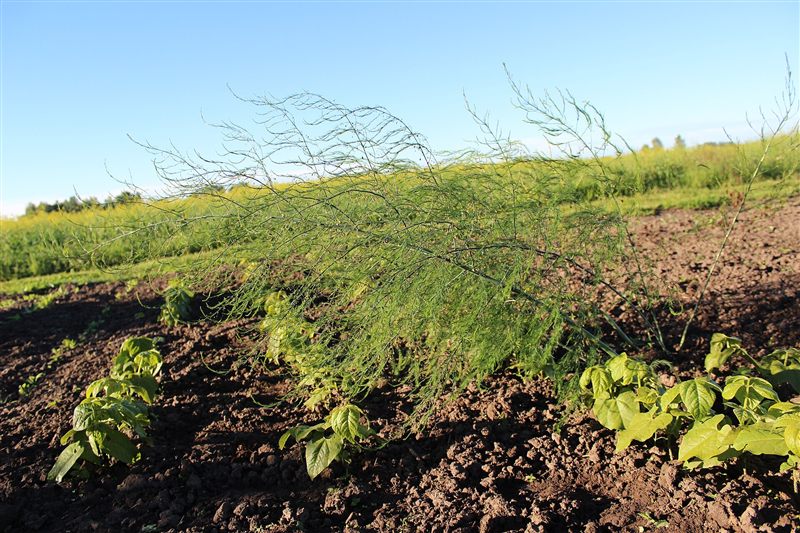 A large feathery asparagus plant spreading over dark garden soil beside young bean plants under a blue sky