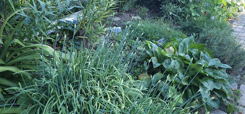 A clump of green garlic chive leaves growing in a garden bed beside other plants