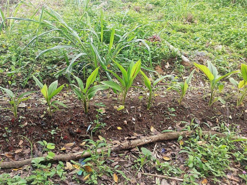 Young ginger plants with bright green leaves growing in a row in dark soil