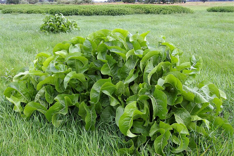 A large clump of horseradish with broad, wavy green leaves growing in a grassy field