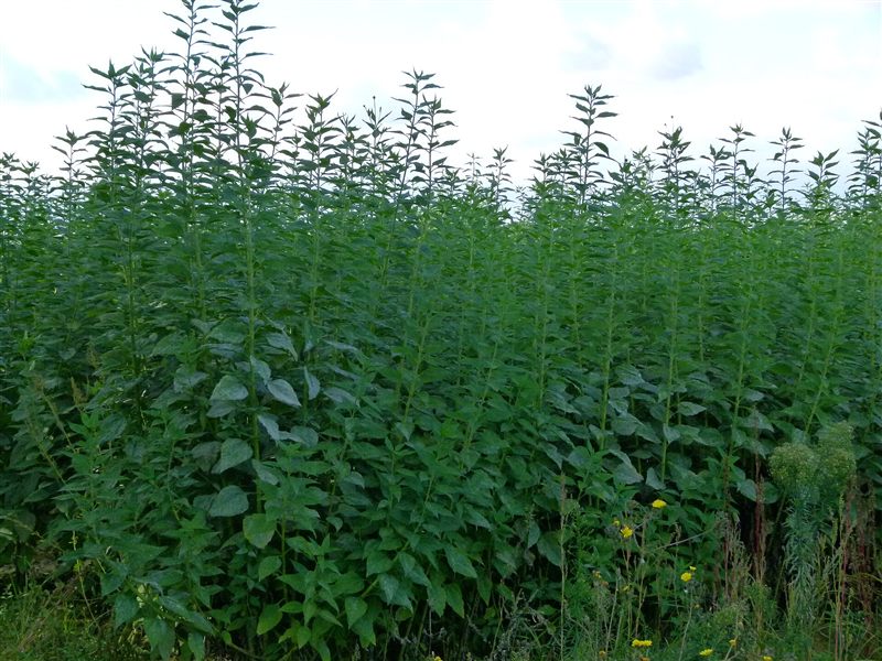 A dense, tall stand of green Jerusalem artichoke plants with small yellow flowers
