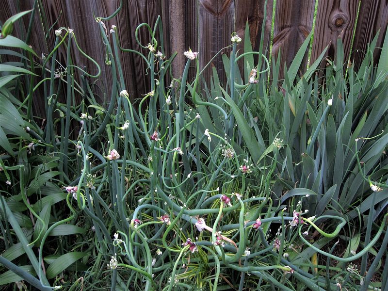 A clump of walking onions with curling green stalks topped with small bulbil clusters beside a wooden fence