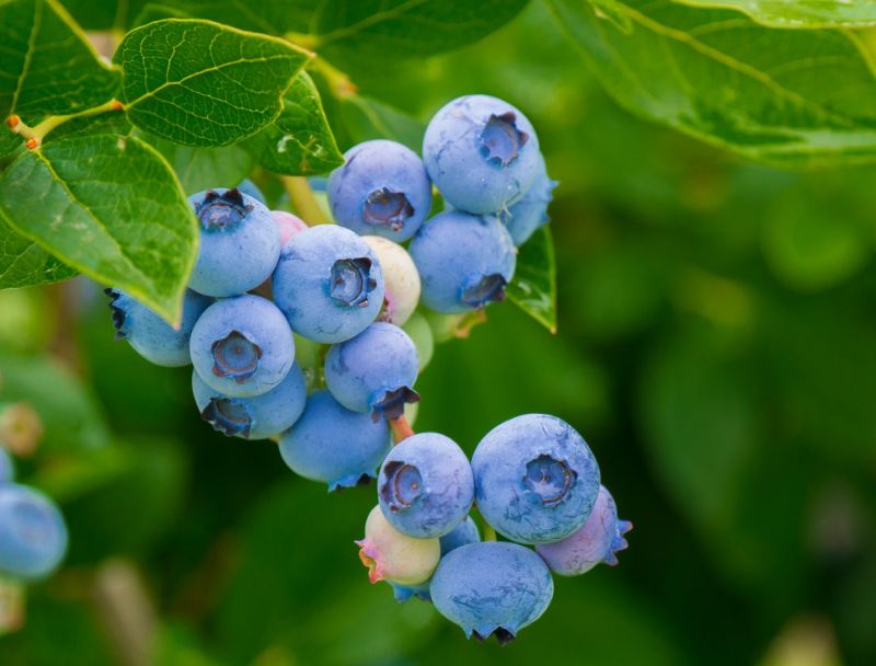 Blueberries are berries