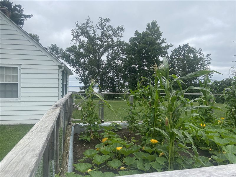 A fenced raised bed with tall corn plants, bean vines, and squash leaves with yellow flowers beside a white house