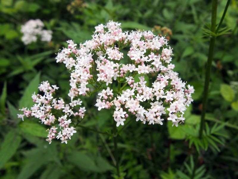 Valerian flowers in bloom