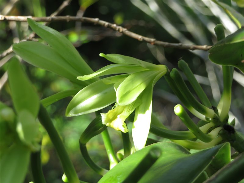 A vanilla orchid flower among green vines and young pods
