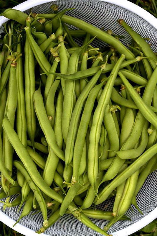 A colander full of freshly picked green bush beans