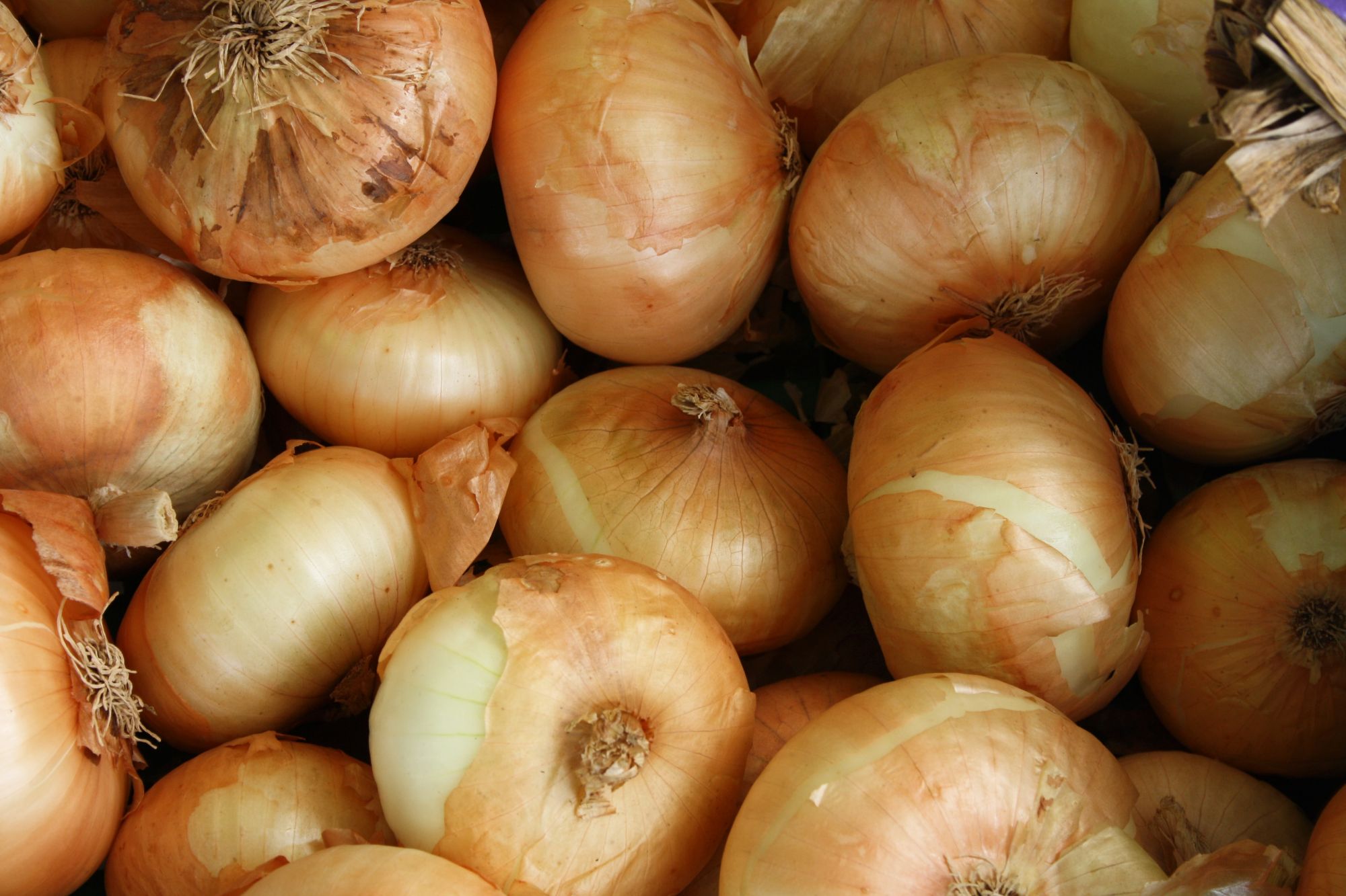 What Makes Vidalia Onions Sweet? Cheap Simple Living