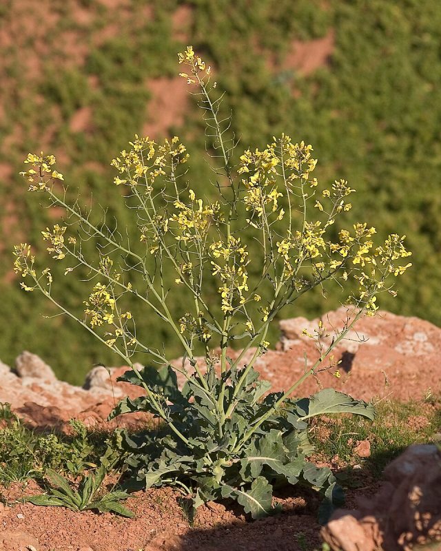 A wild cabbage plant with a tall stalk of yellow flowers growing on rocky ground