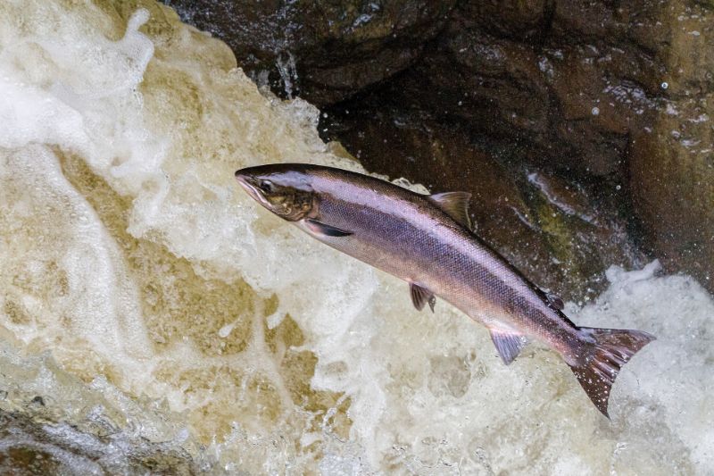 A salmon leaping up a waterfall