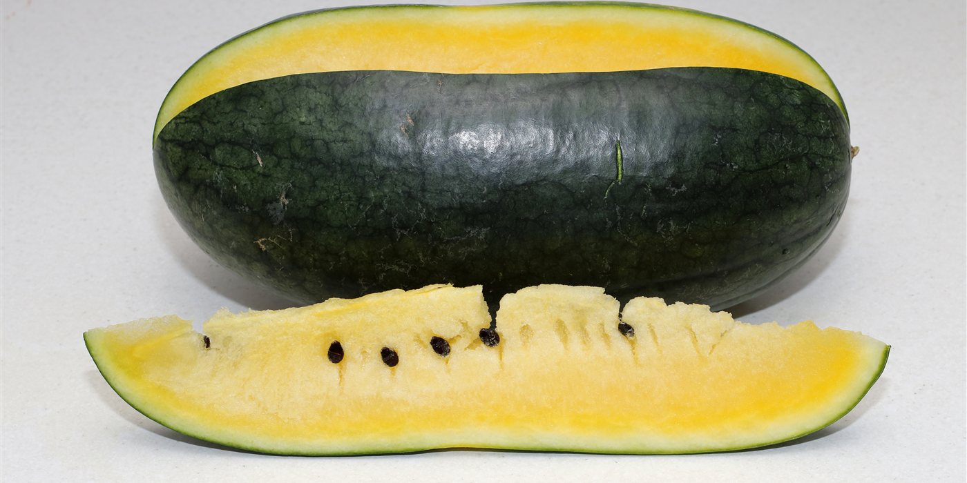 Yellow Watermelon Isn't New: How Red Became the Watermelon You Know